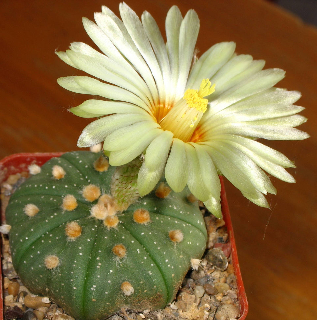 Astrophytum flower seeds