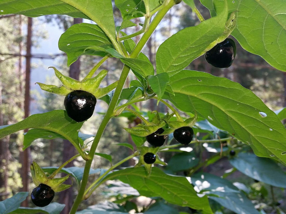 black belladonna seeds