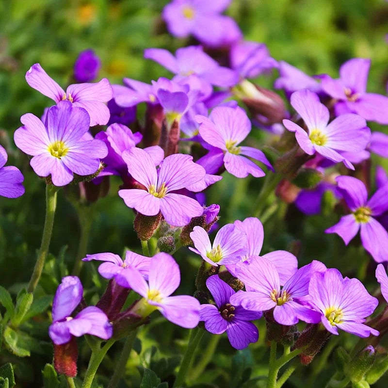Aubrieta Cascade flower seeds
