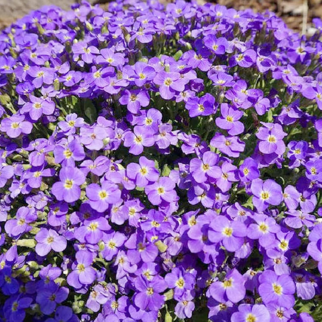 Aubrieta Berro flower seeds