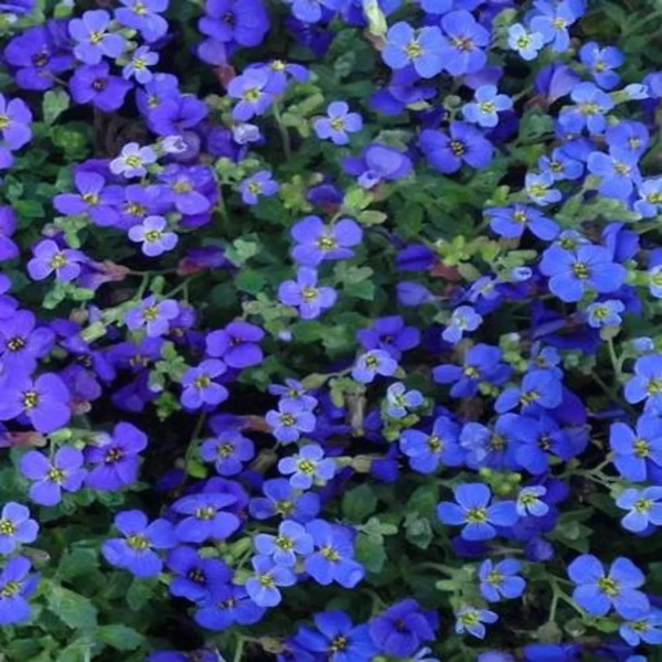 Dark Blue Aubrieta plant
