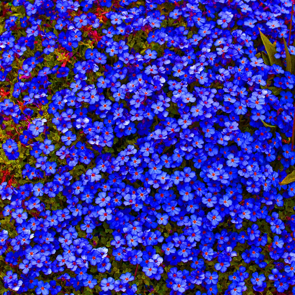 Dark Blue Aubrieta plant
