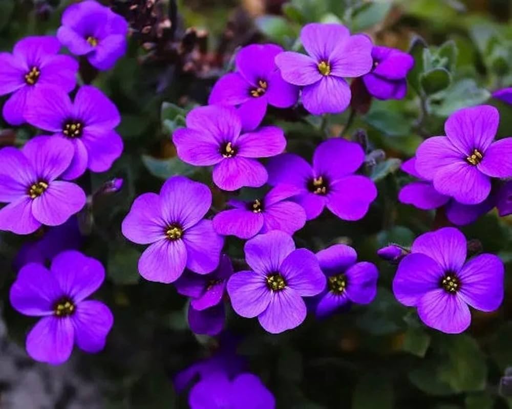 Aubrieta Deltoidea plant