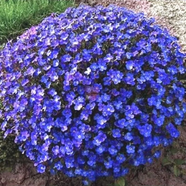 Dark Blue Aubrieta plant