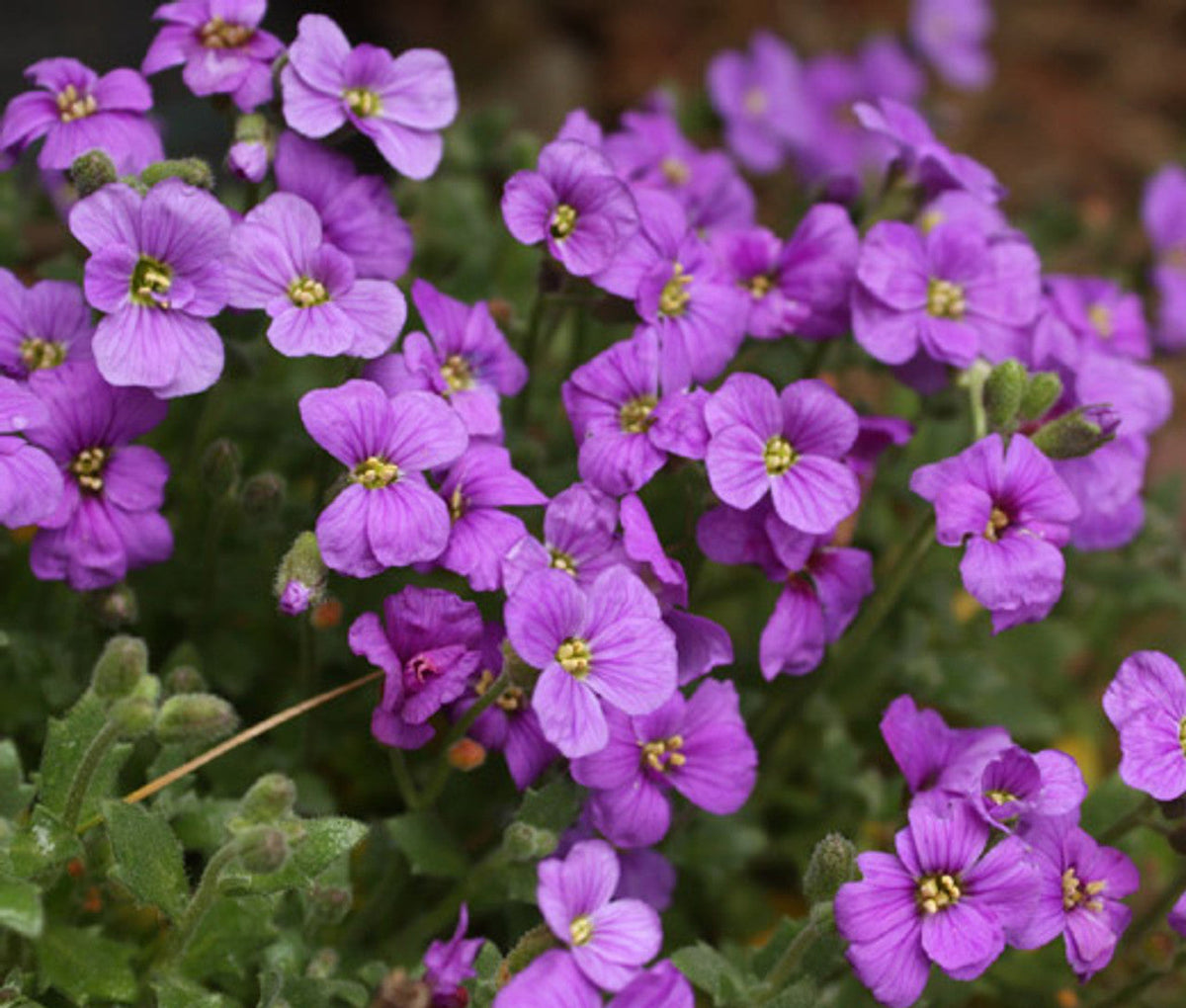 Aubrieta Deltoidea plant