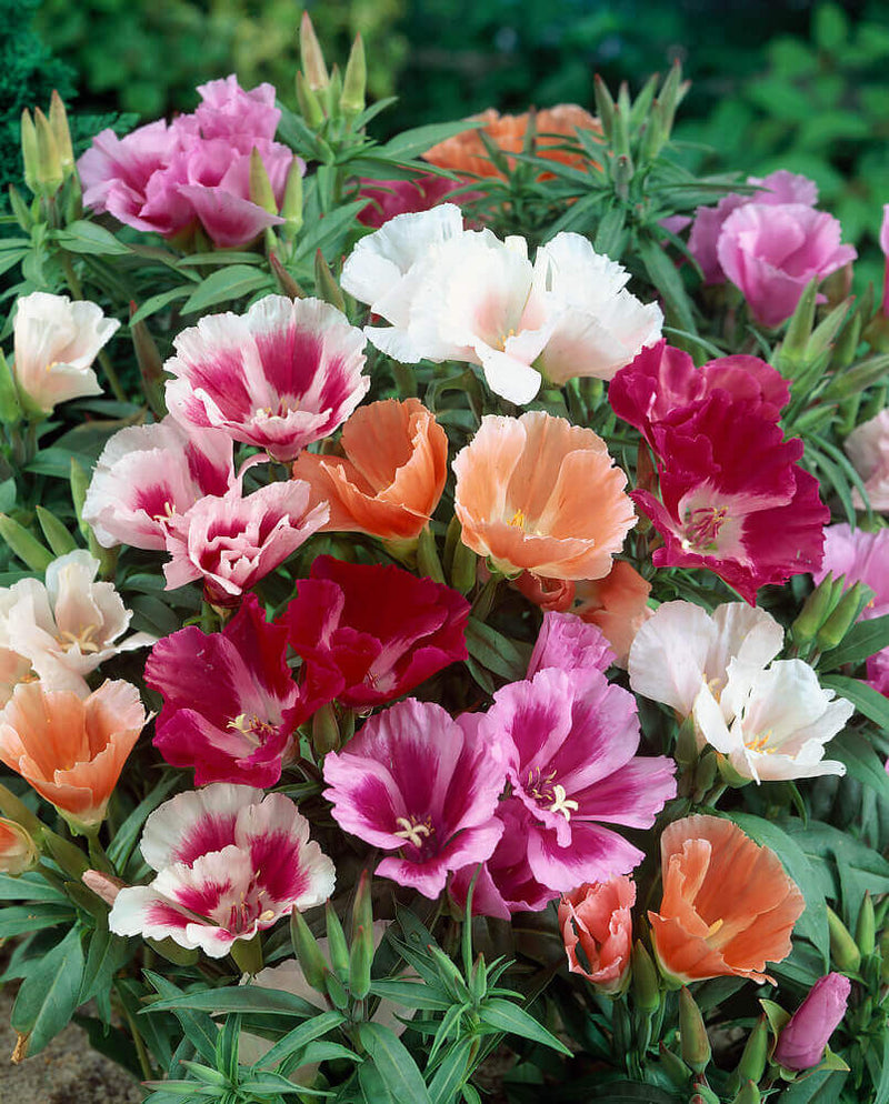 Mixed Azalea Flower Seeds for Planting – Heirloom Non-GMO Garden Seeds