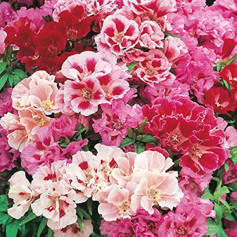 Azalea plant