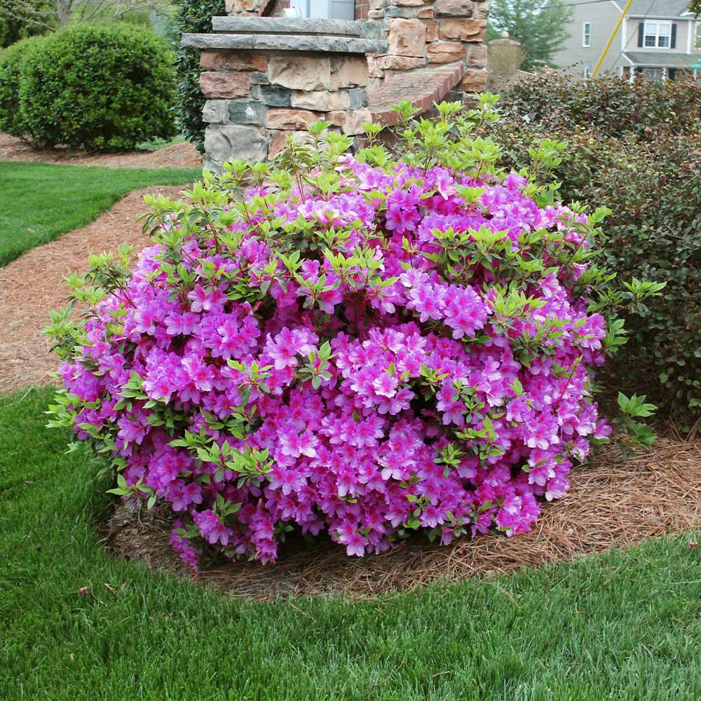 Autumn Royalty Azalea plant