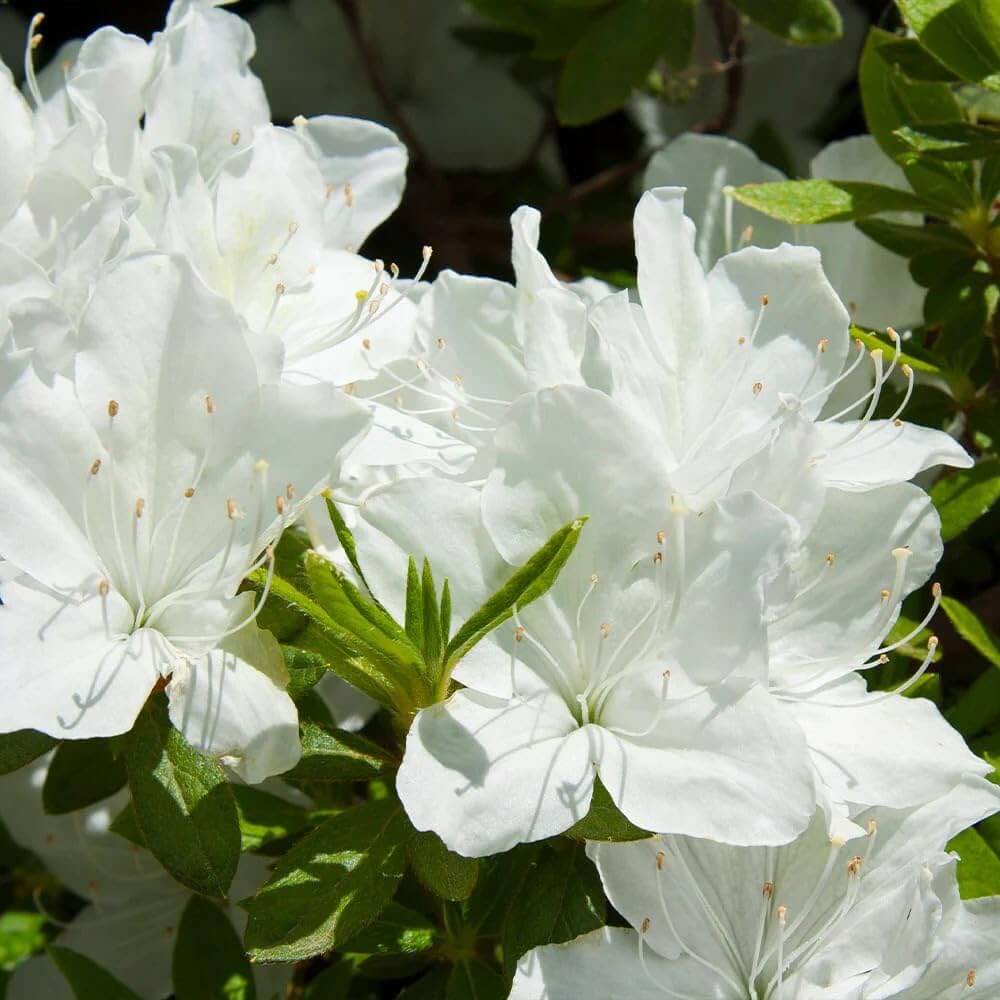 Azalea Blanco plant