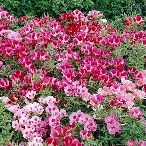 Azalea plant