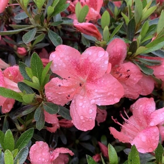 Azalea plant