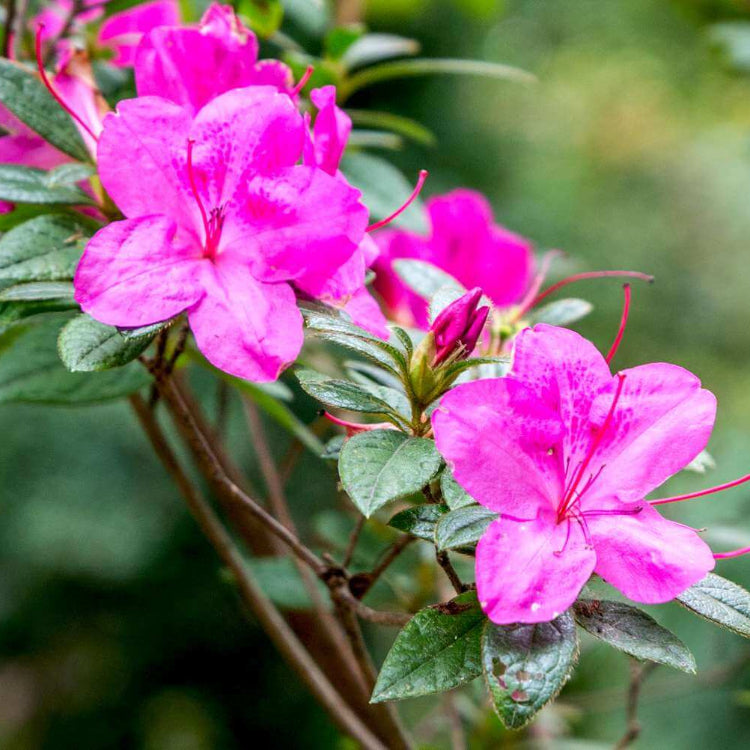 Azalea plant