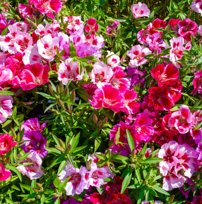 Azalea plant