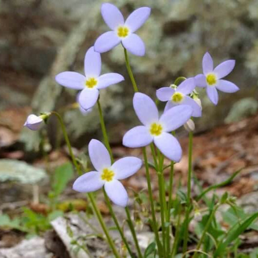 Azure Bluets plant