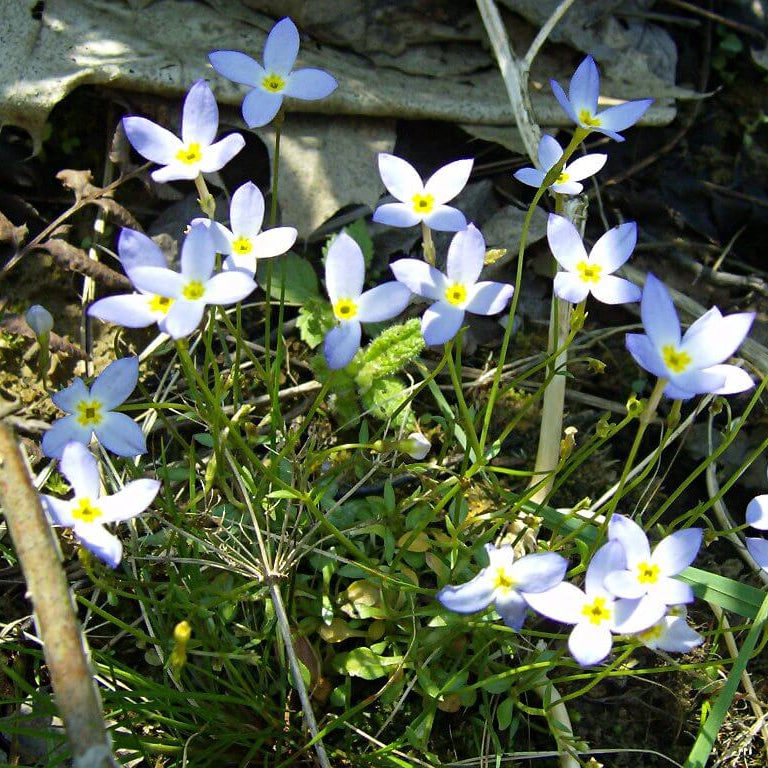 Azure Bluets plant