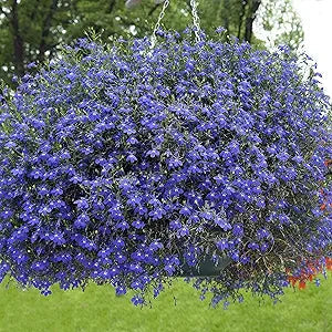 Blue Wings flower seeds