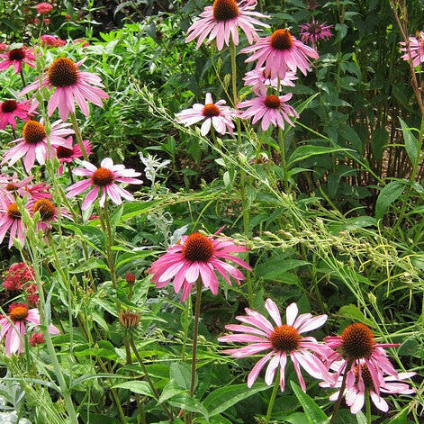Finest Quality Echinacea plant