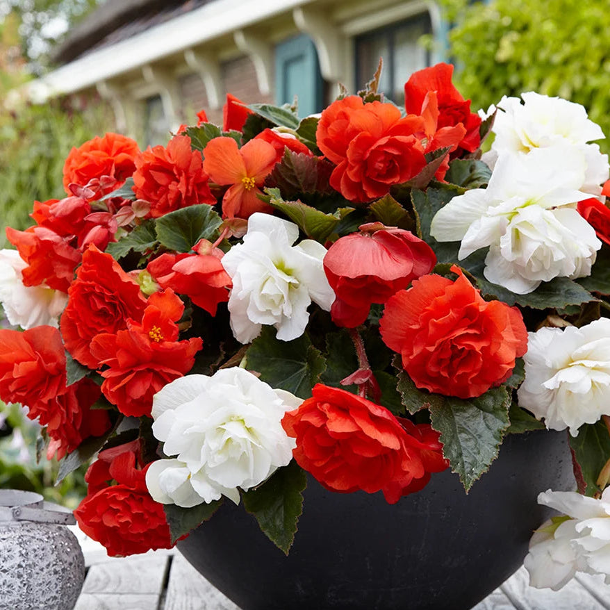 Begonia flower seeds