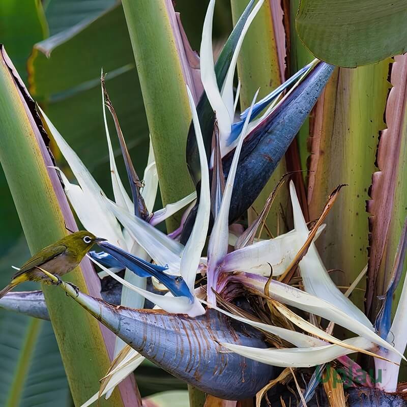 Cream Violet Strelitzia plant