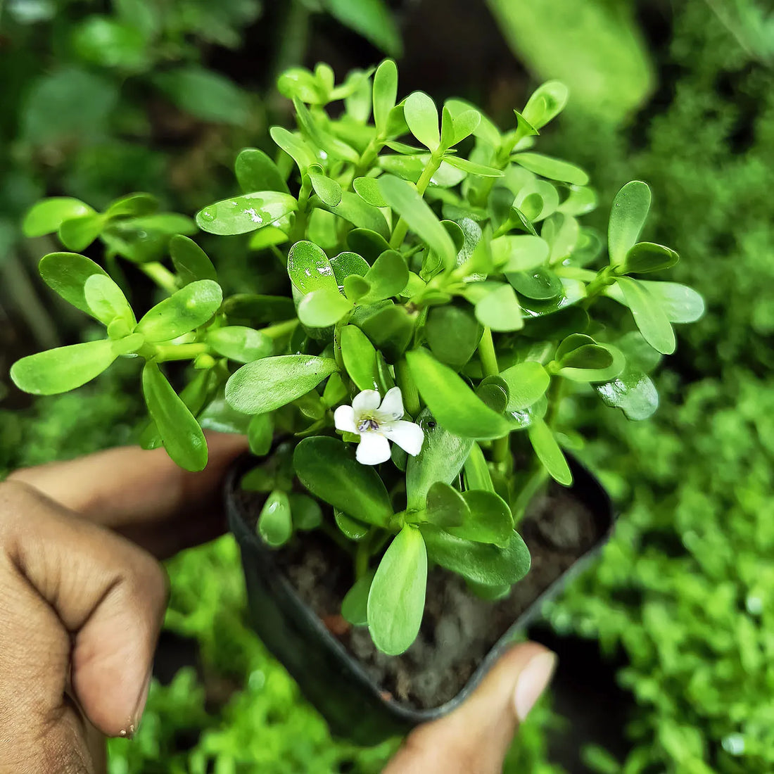 Bacopa flower seeds