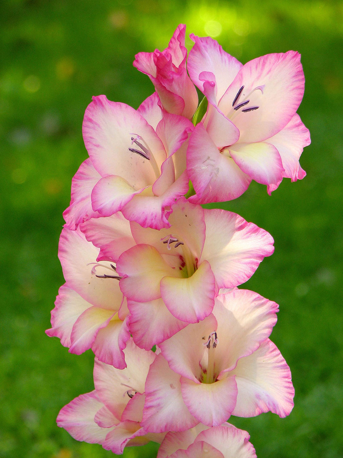 Baby Pink flower seeds