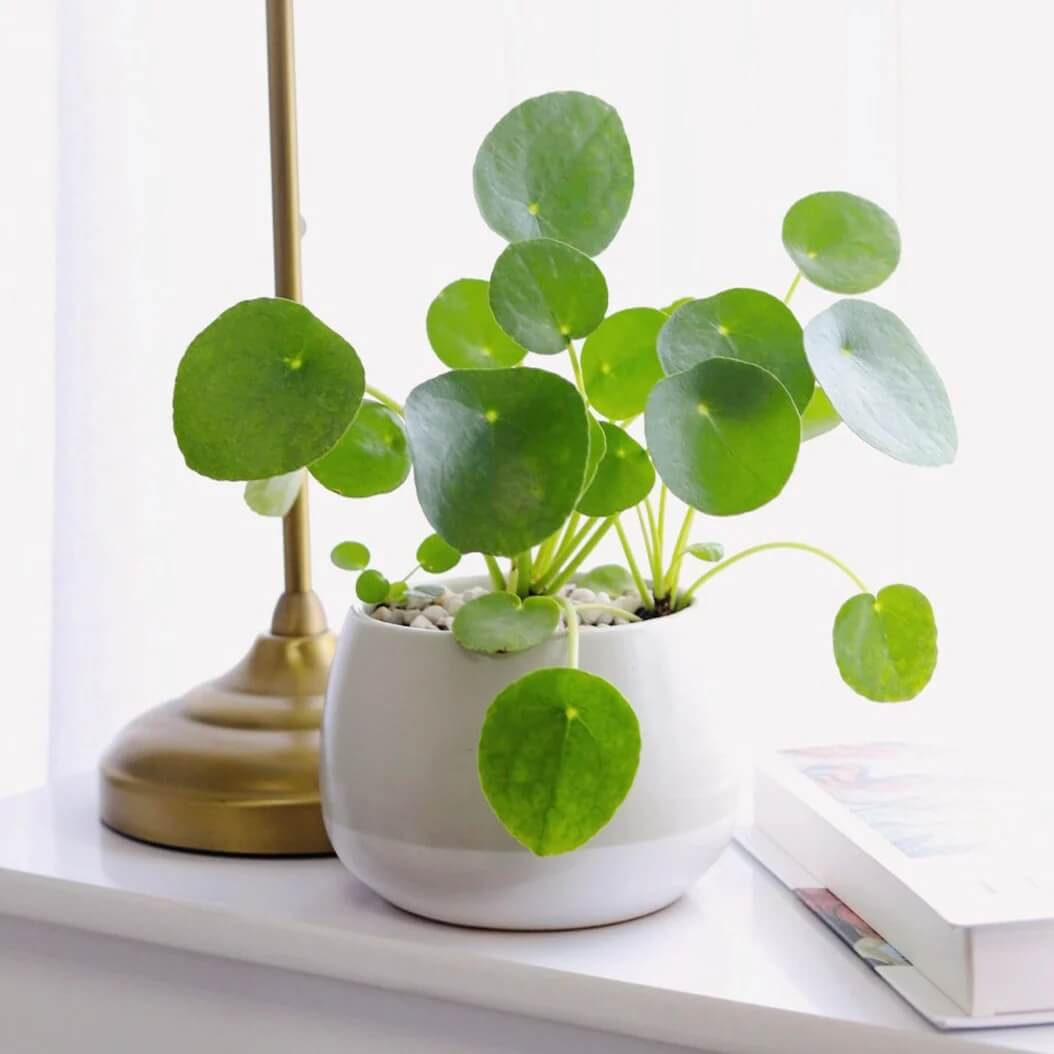 Baby Pilea Plant plant