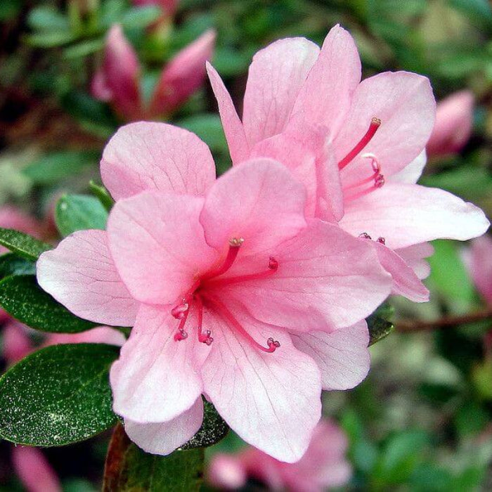 Baby Pink Azalea plant
