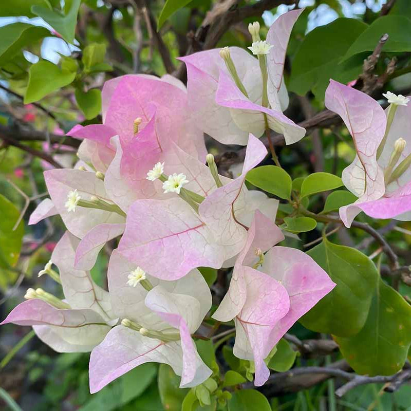 Baby Pink Bougainvillea plant