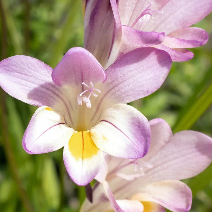 Baby Pink Crocus plant