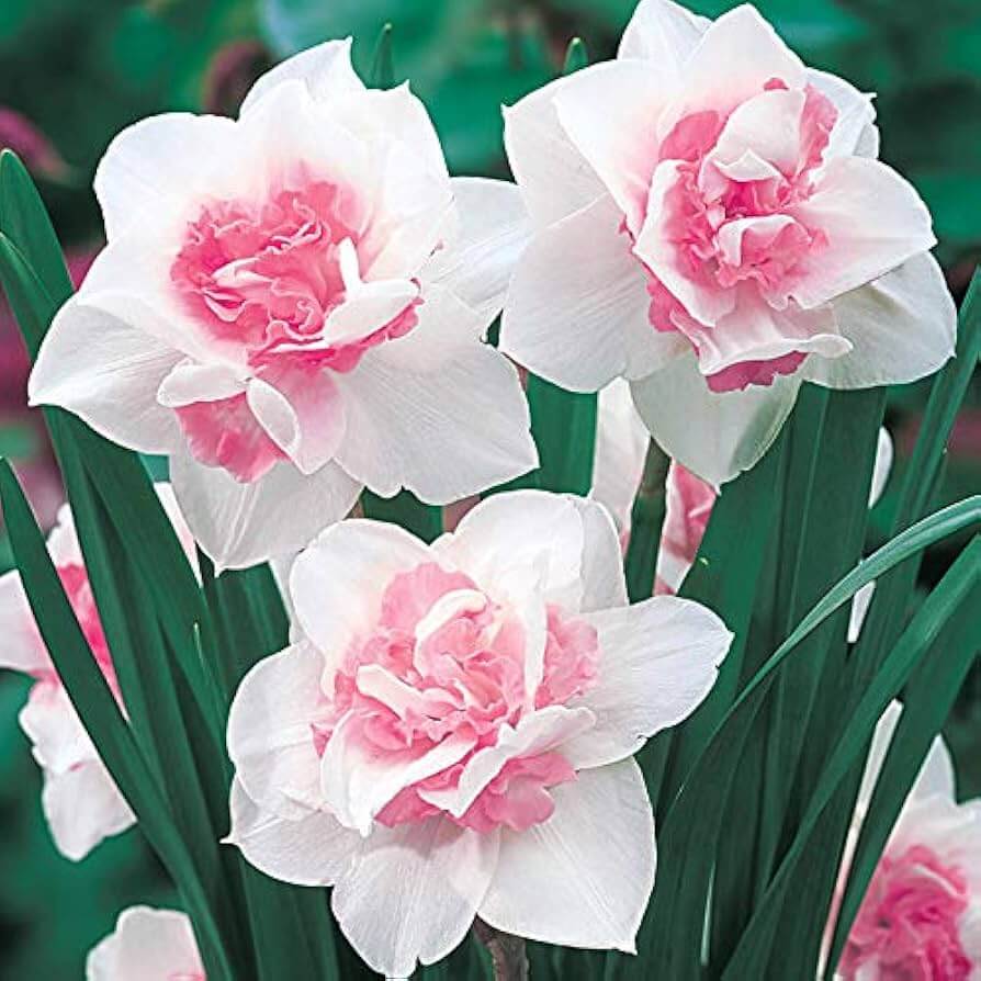 Pink White Daffodil plant