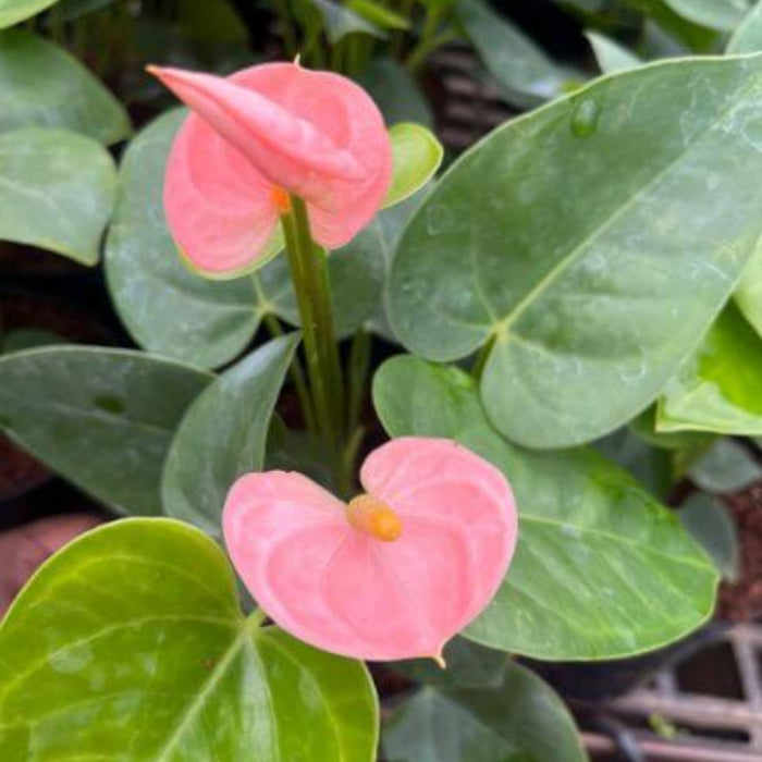 Baby Pink anthurium plant