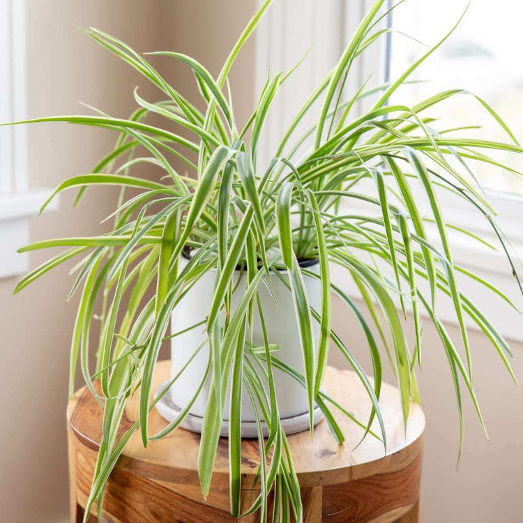 Baby Spider Plant plant