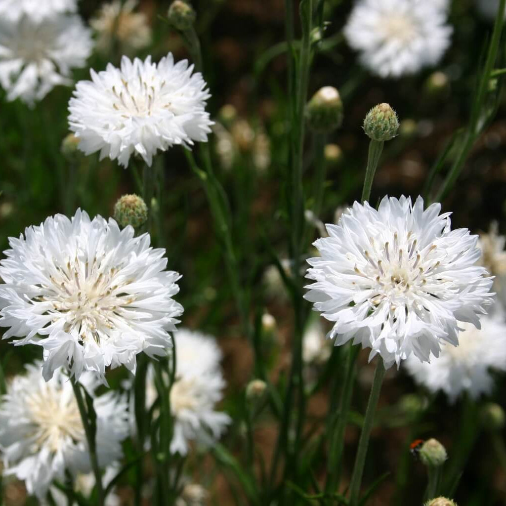 Centau Bachelor Button plant