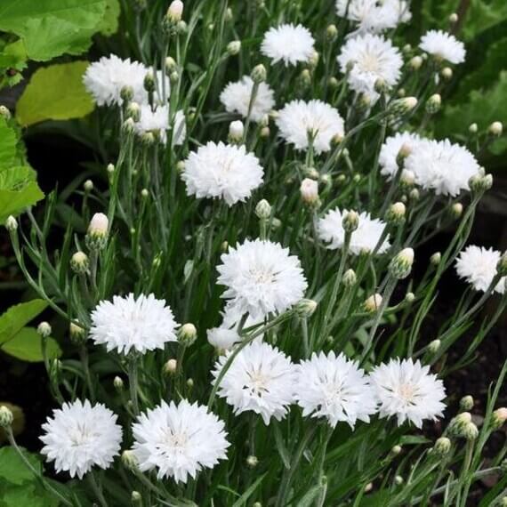 Centau Bachelor Button plant