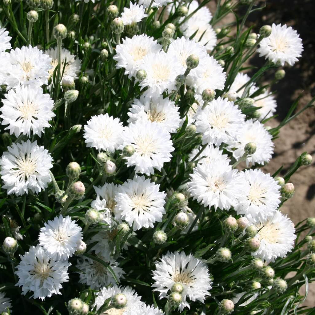 Centau Bachelor Button plant