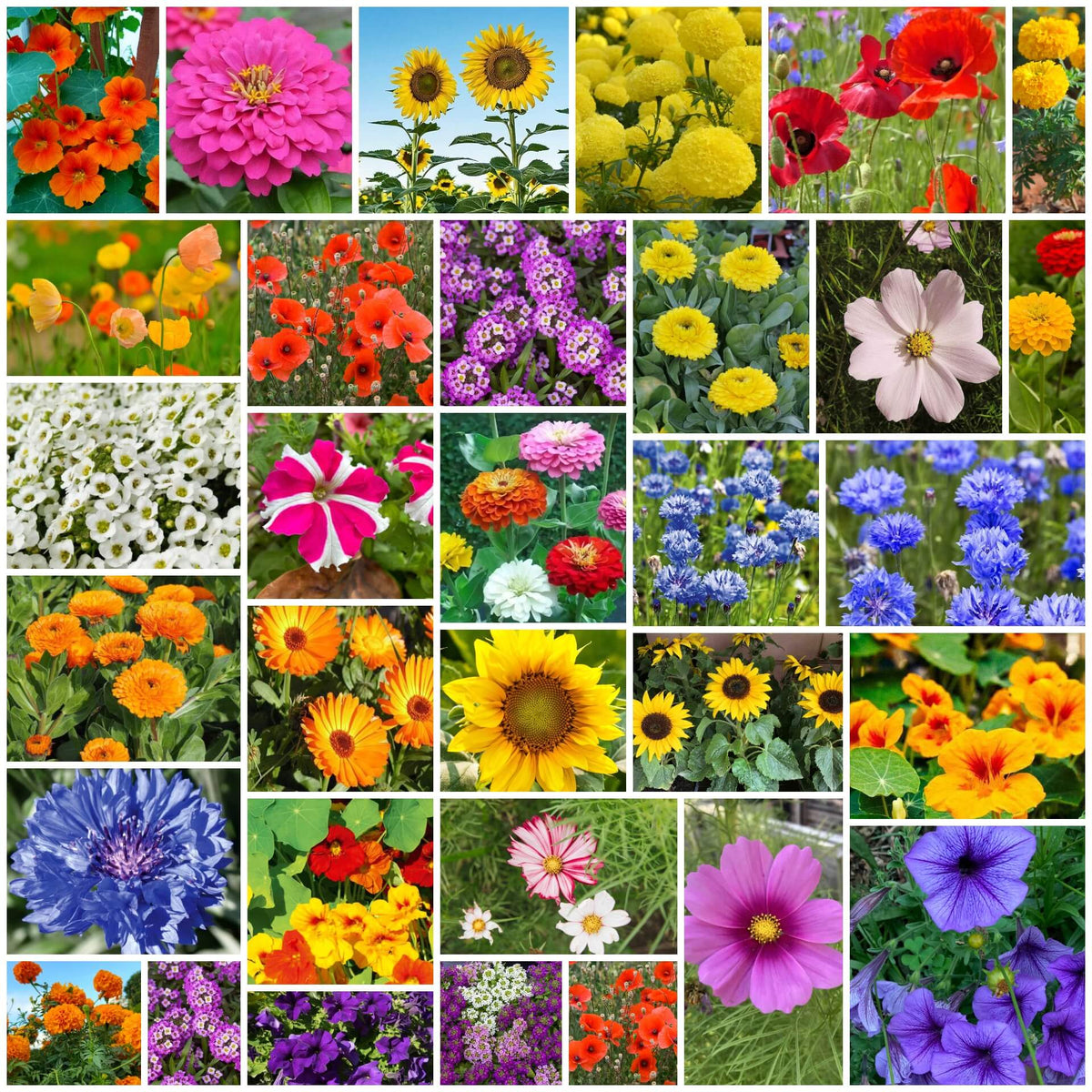 Flower Garden Mix plant