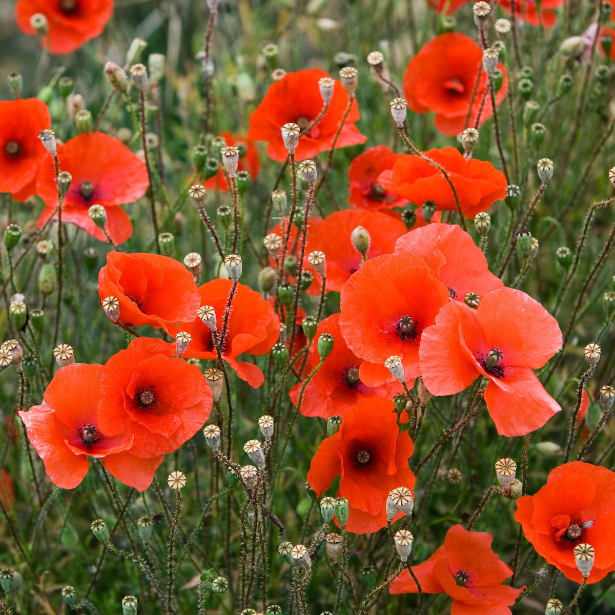Flower Garden Mix plant