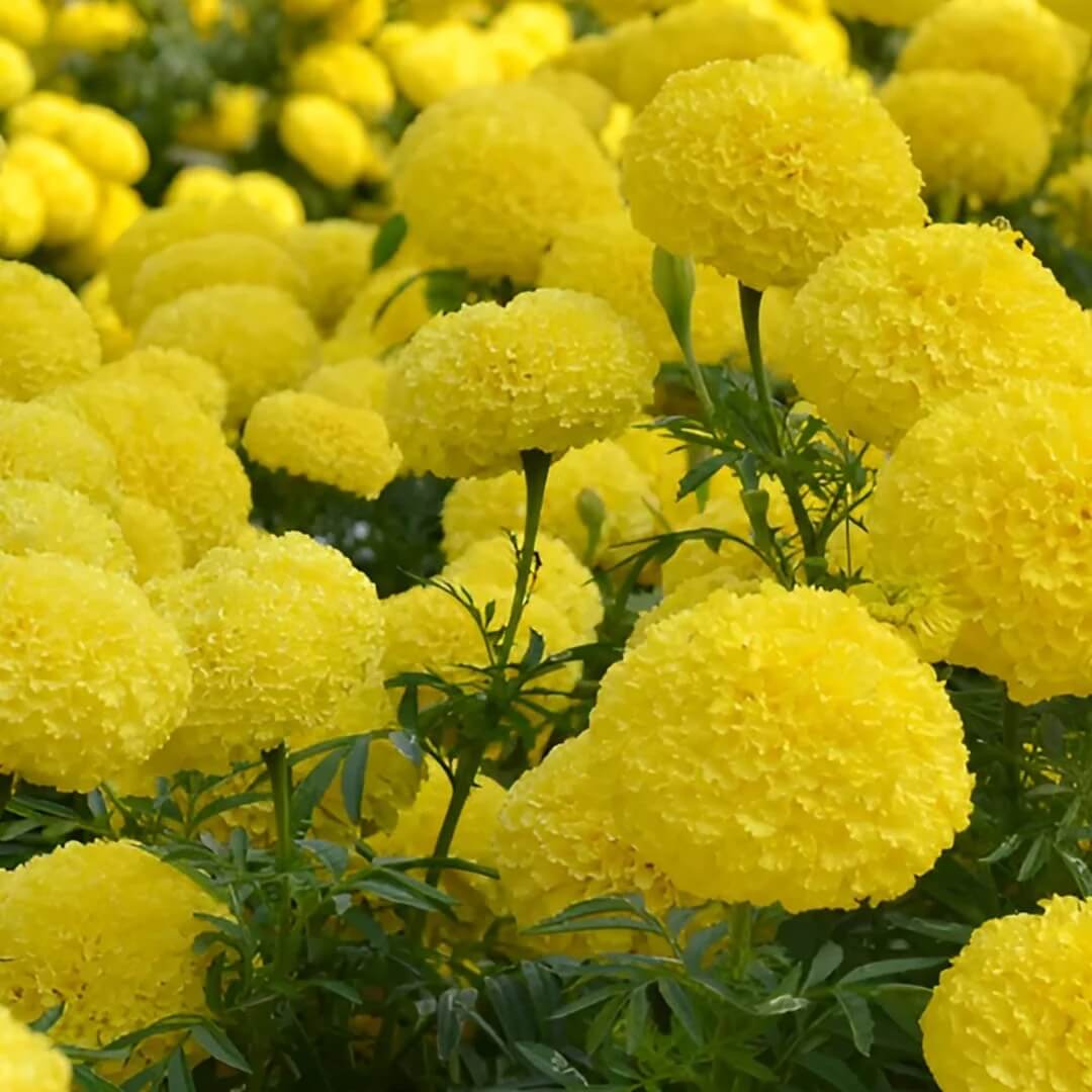 Flower Garden Mix plant