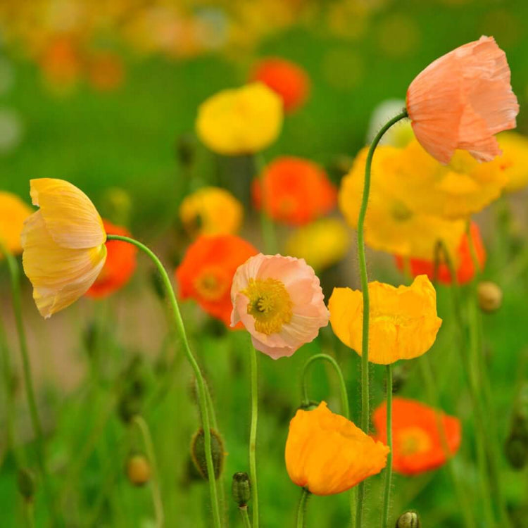 Flower Garden Mix plant
