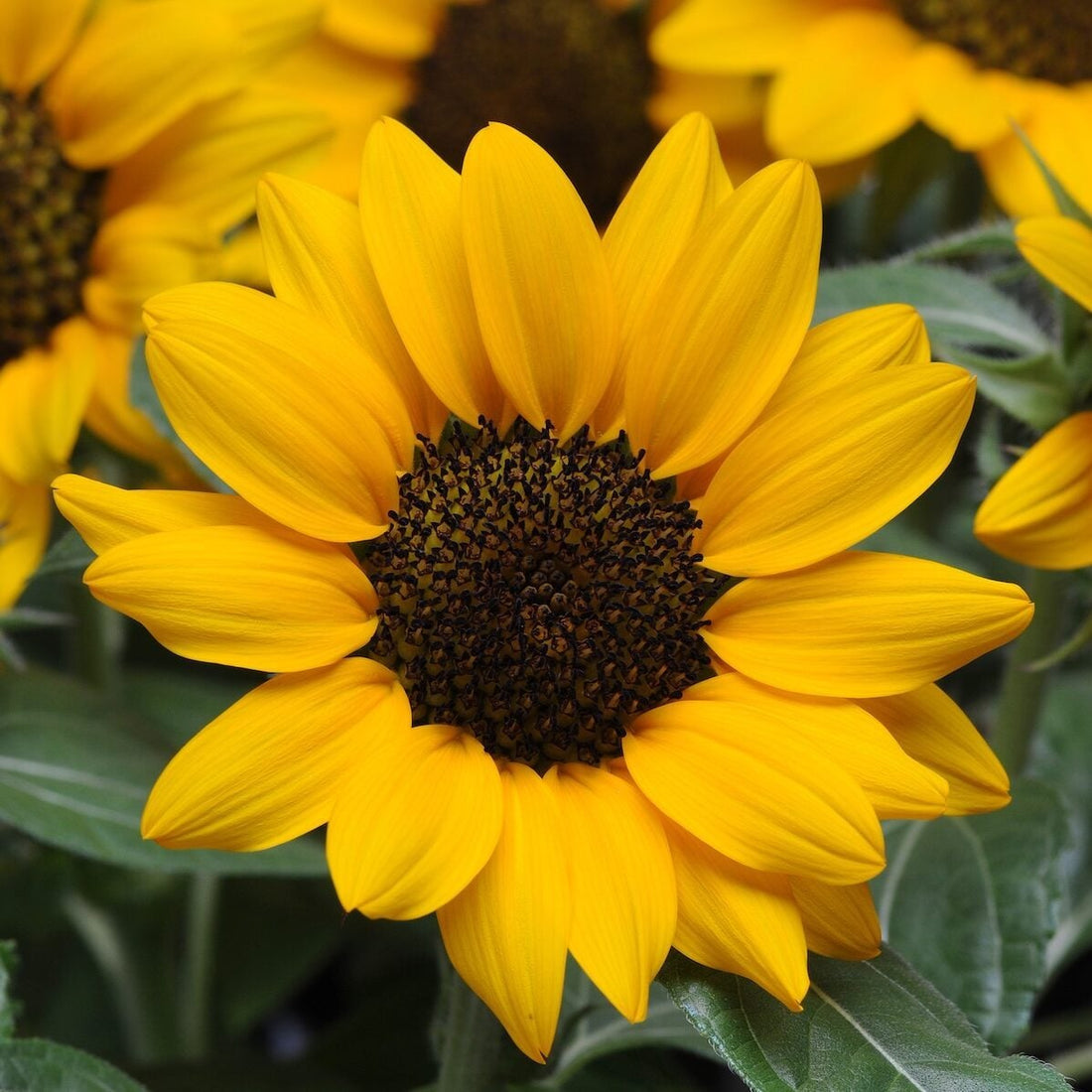 Sunflower flower seeds