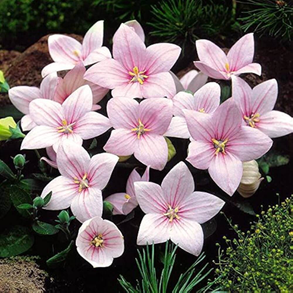 Pink Balloon Flower plant