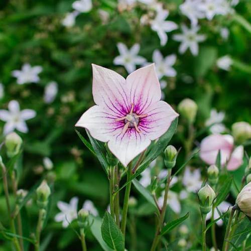 Pink Balloon Flower plant