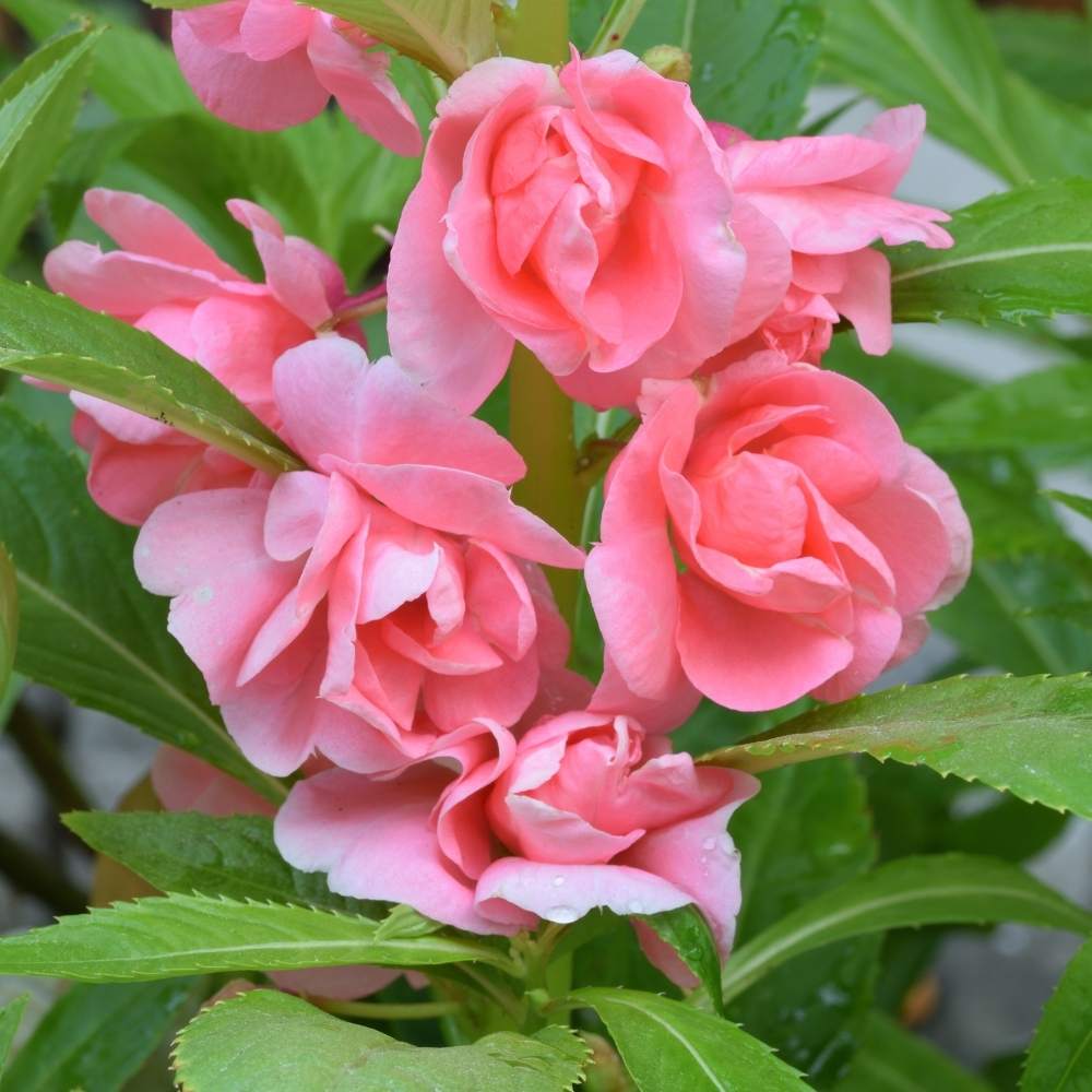 Pale Pink flower seeds