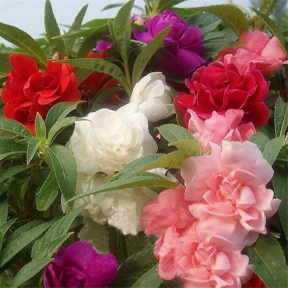 Balsamine plant