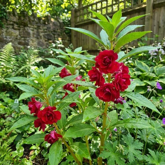 Balsamine plant
