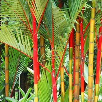 Rica Red Bamboo plant