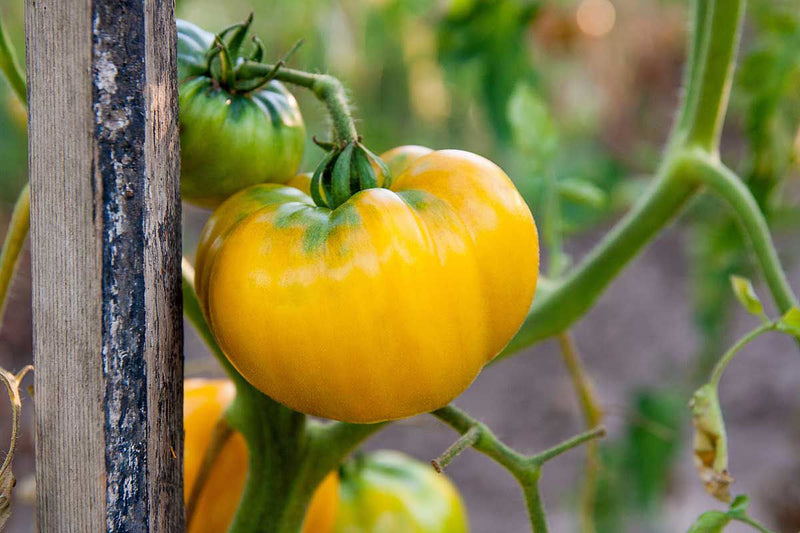 Yellow Tomato Seeds for Planting – Heirloom Garden Seeds