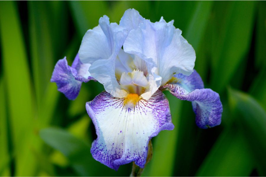 Bearded flower seeds
