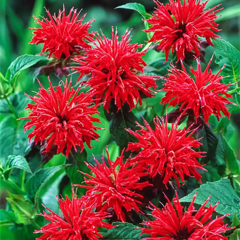Bee Balm plant