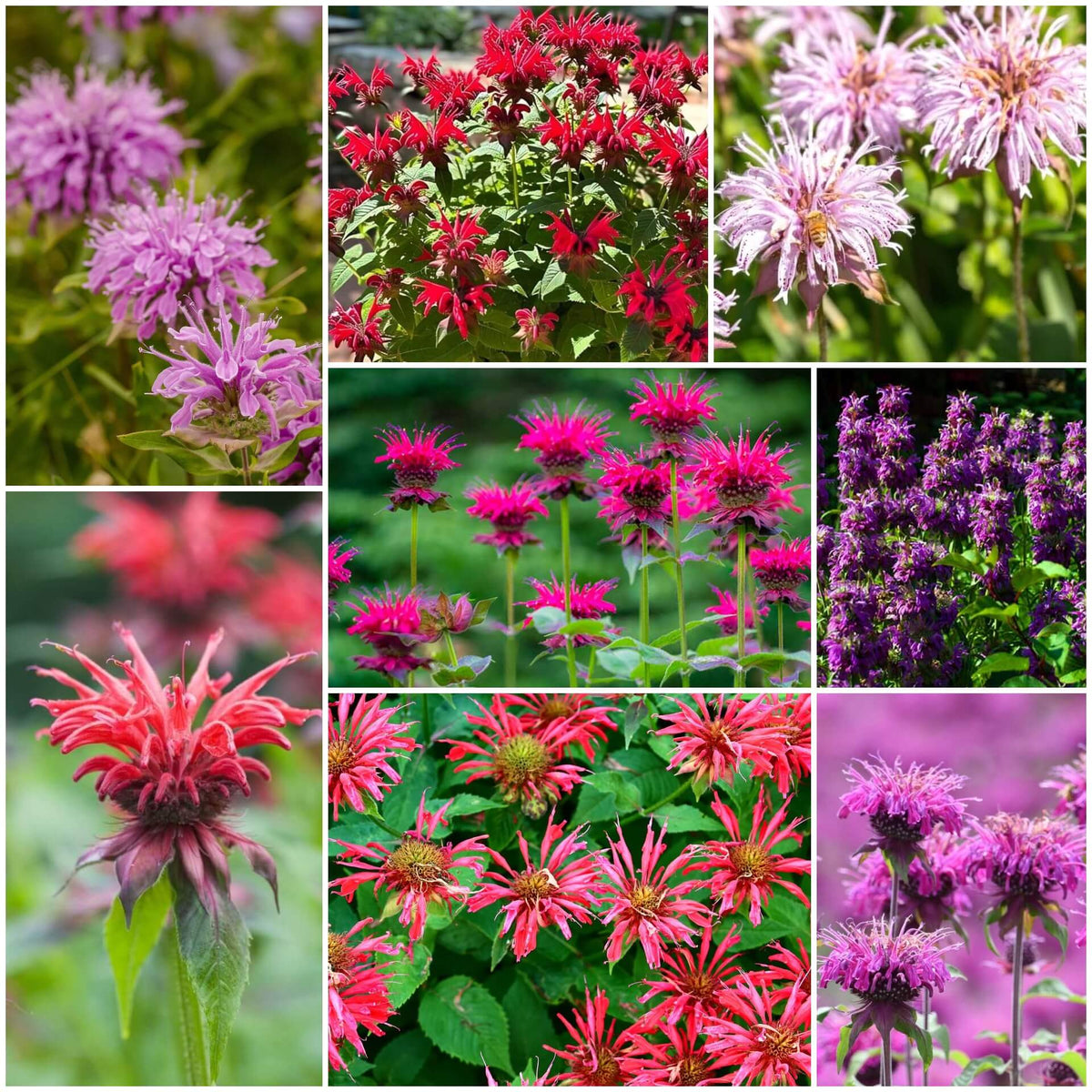 Bee Balm plant